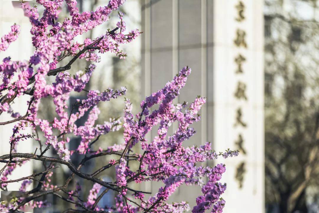 北京航空航天大学本科毕业生去向